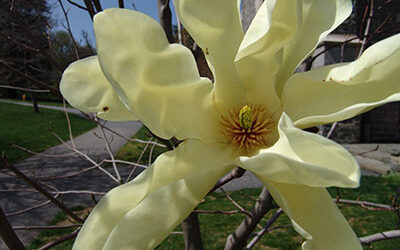 Plant of the Week: May 7