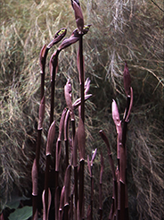 This Disporum cultivar is known for its elegant chocolate-brown spring shoots. photo credit: Dan Hinkley