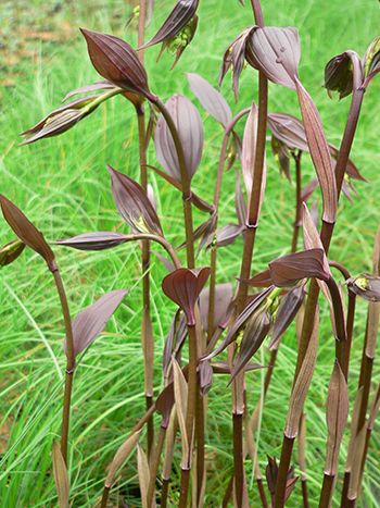 Disporum longistylum 'Night Heron' Credit Heritage Seedlings & Liners Inc 02 (1)