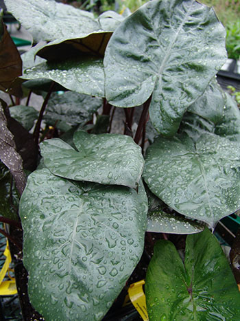 Alocasia sarawakensis 'Yucatan Princess'.