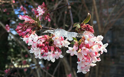 Viburnum x bodnantense