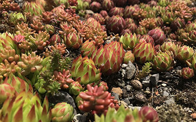 Plant of the Week: June 25