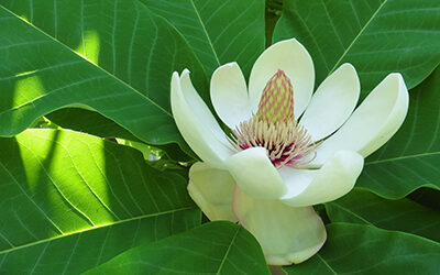 Plant of the Week: May 21