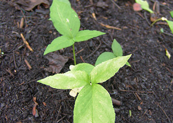 Plants of the Week: June 4