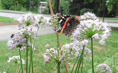 Plants of the Week: July 23