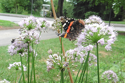 Allium 'Summer Beauty' (2) EEF