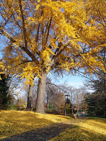 fall color