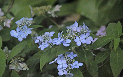 Plants for the Week: July 9