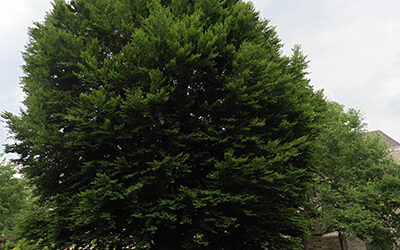 Plants of the Week: July 2