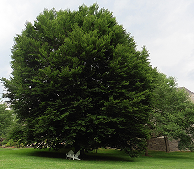 Fagus sylvatica