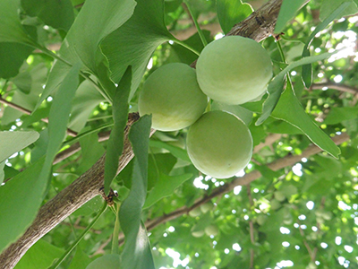 green fruit