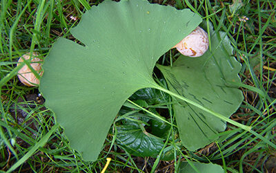 Plant of the Month: Ginkgo biloba