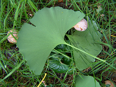 ginkgo