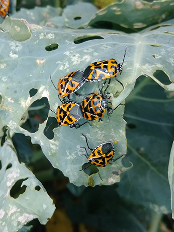 Harlequin Bugs