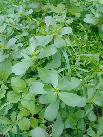 purslane