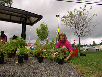 Susan planting