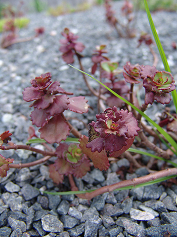 Sedum