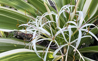 Plants of the Week: August 27