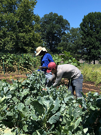 working in the garden