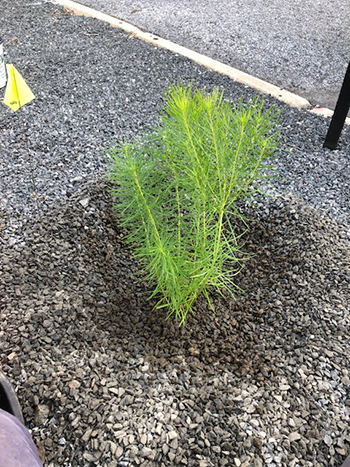 planted amsonia