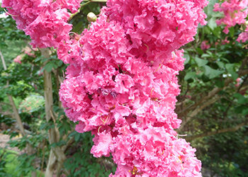 Plant of the Week: August 20