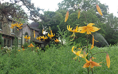 Plants of the Week: August 6