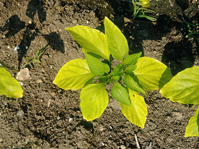 Coloration change on pepper plant