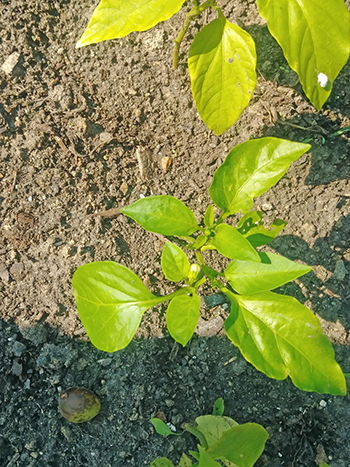 happy pepper plant