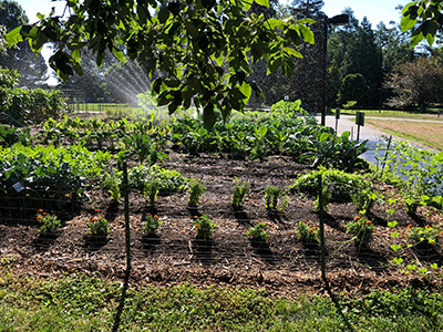 good food garden