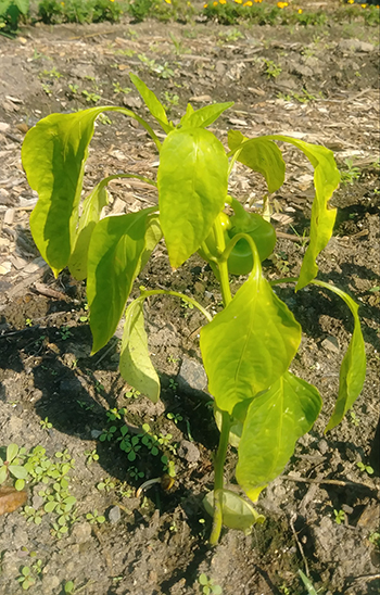 wilted pepper plant 2