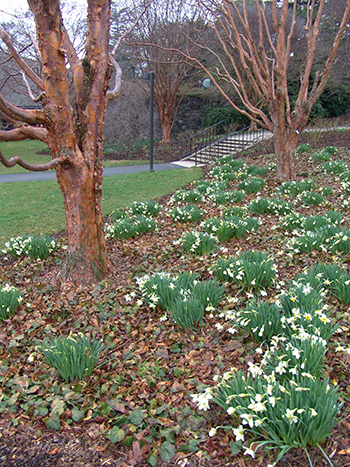 daffodills and acer