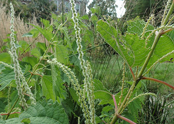 Plants of the Week: September 17