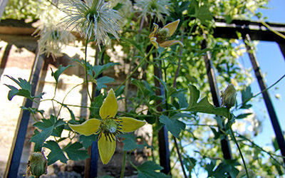 Plants of the Week: October 15