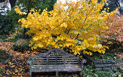 Plants of the Week: November 5