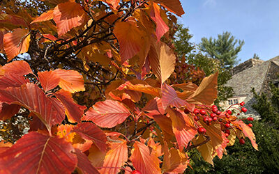 Plants of the Week: November 26