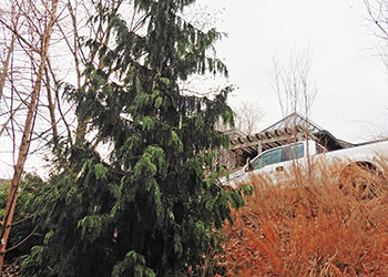 Plants of the Week: December 17