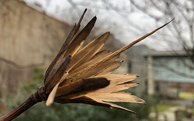 Plants of the Week: January 14