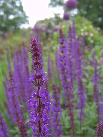 Salvia in bloom