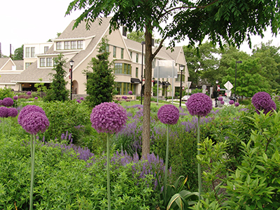 Roundabout in bloom in the spring.