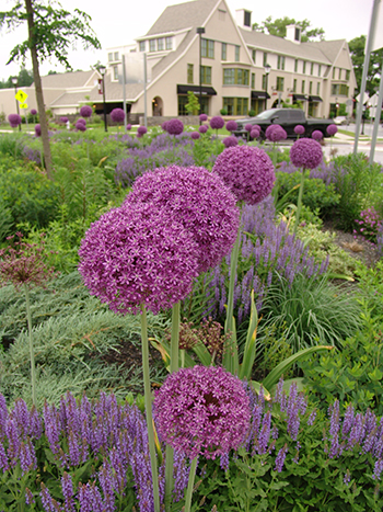 Roundabout in bloom in the spring.