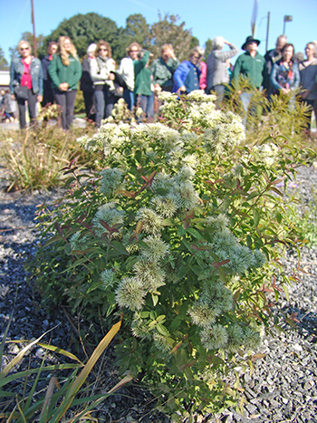 Planting along Fieldhouse lane.