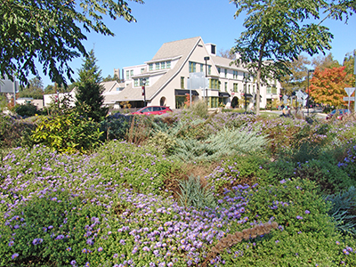 Asters in bloom in the roundabout.