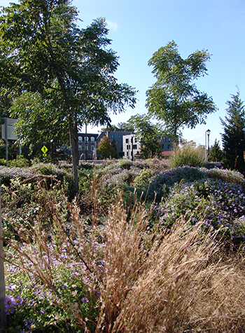 roundabout at late summer