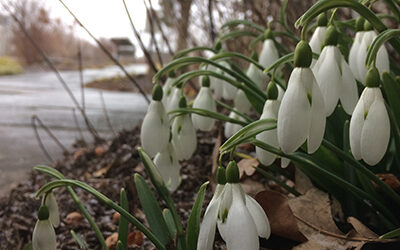 Plants of the Week: February 25