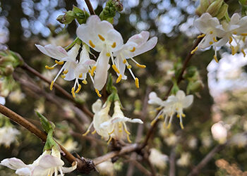 Plants of the Week: March 25