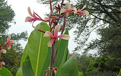 Canna glauca ‘Panache’