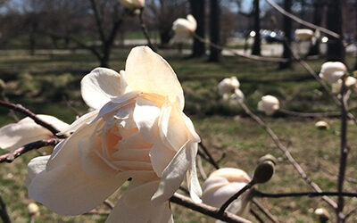 Plants of the Week: April 8