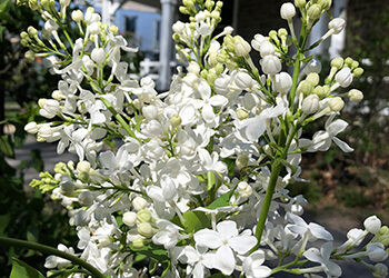 Plants of the Week: April 22