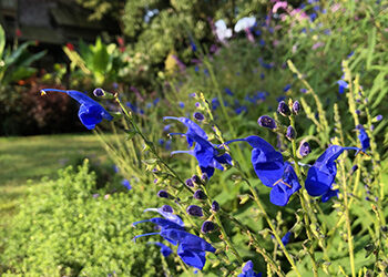 Plant of the Month: Salvia sagittata