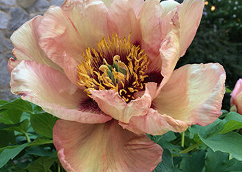 Plants of the Week: May 6